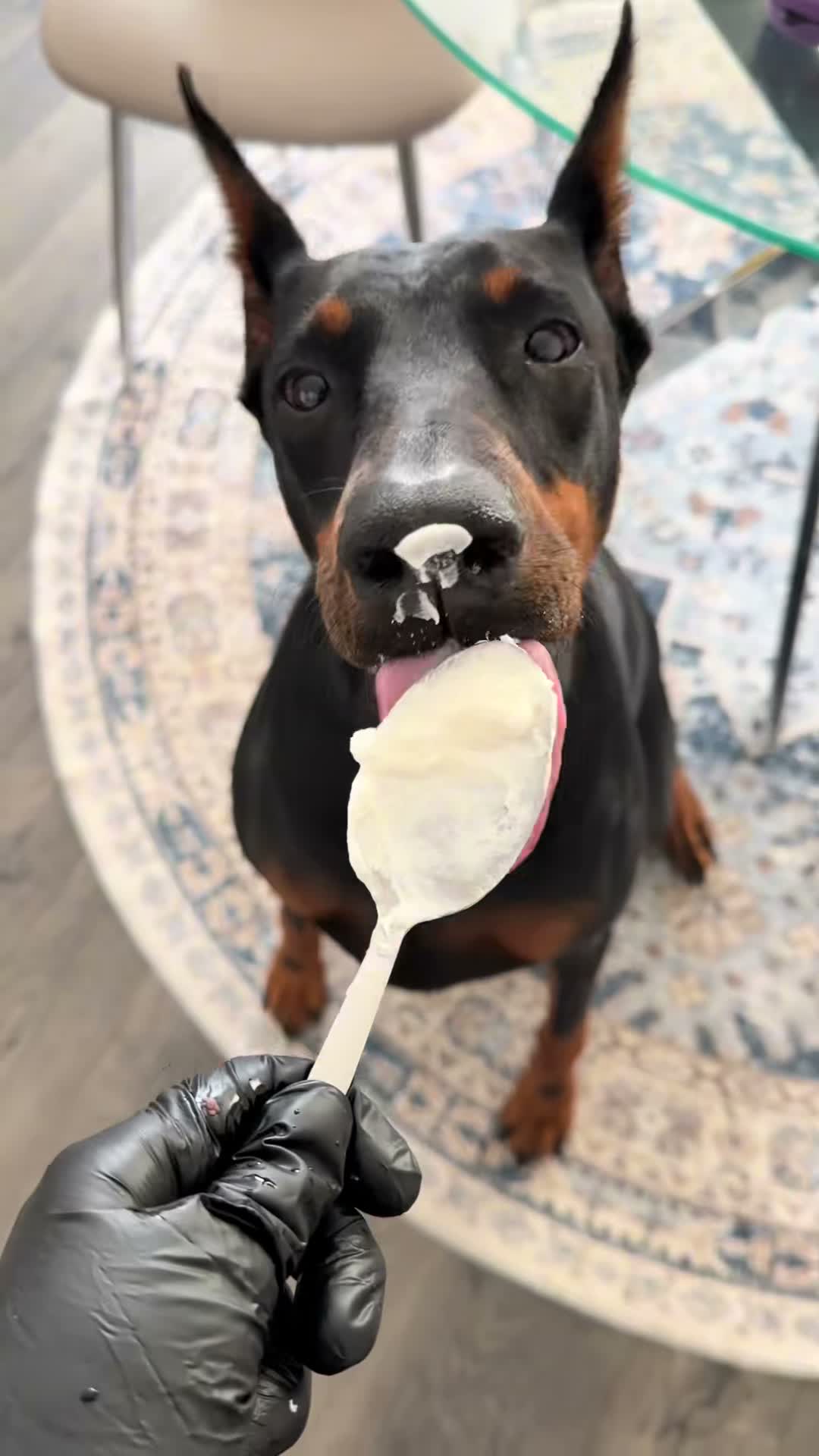 Kate | Life with Dobermans on Jul 31