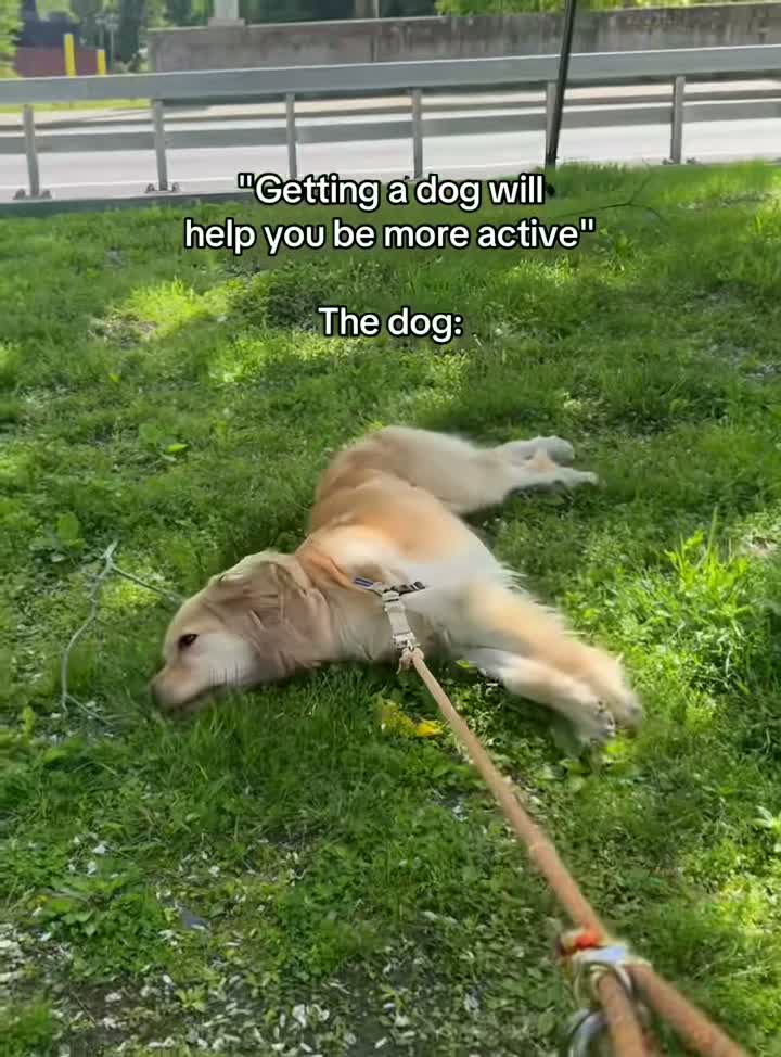 Catfunnyoftiktok on Aug 4