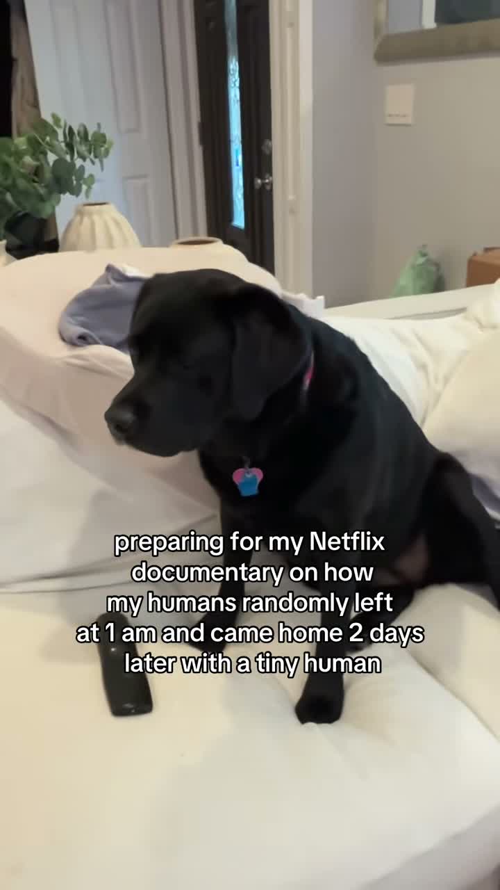 theblacklabrador_poppy on Jul 28