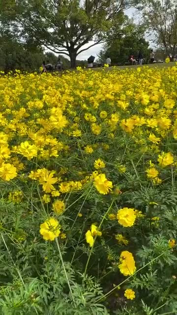 chikayo on Oct 11
