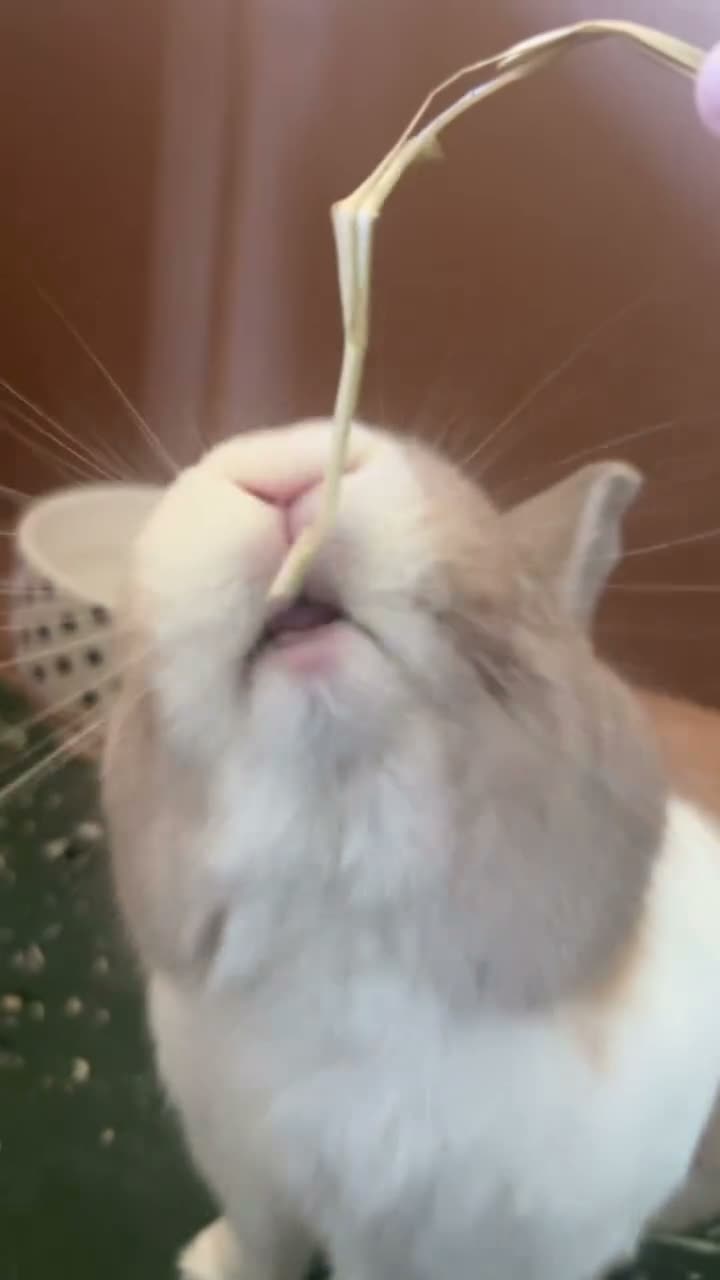 lunch 🐰🥬🍽️ on Jul 24