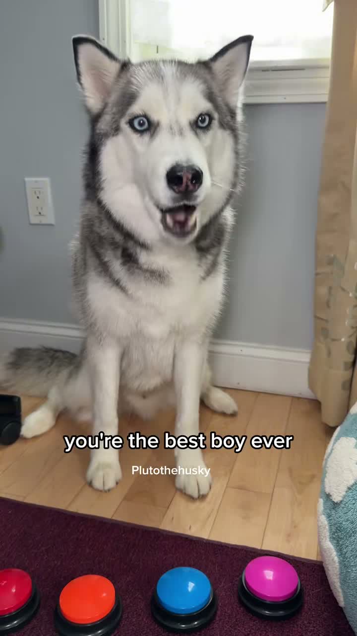 Pluto The Husky on Aug 4