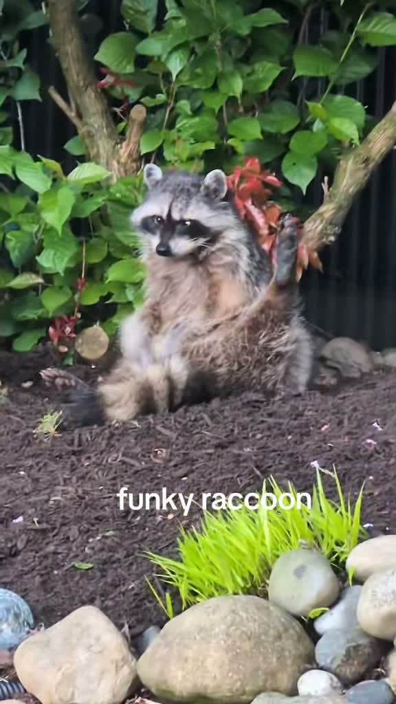 Raccoon Drive Thru on Jul 6