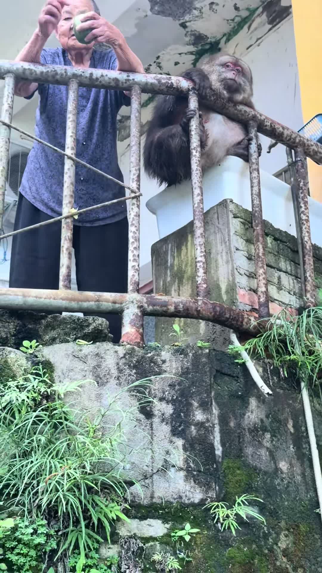 xingxing.themonkey on Jul 11