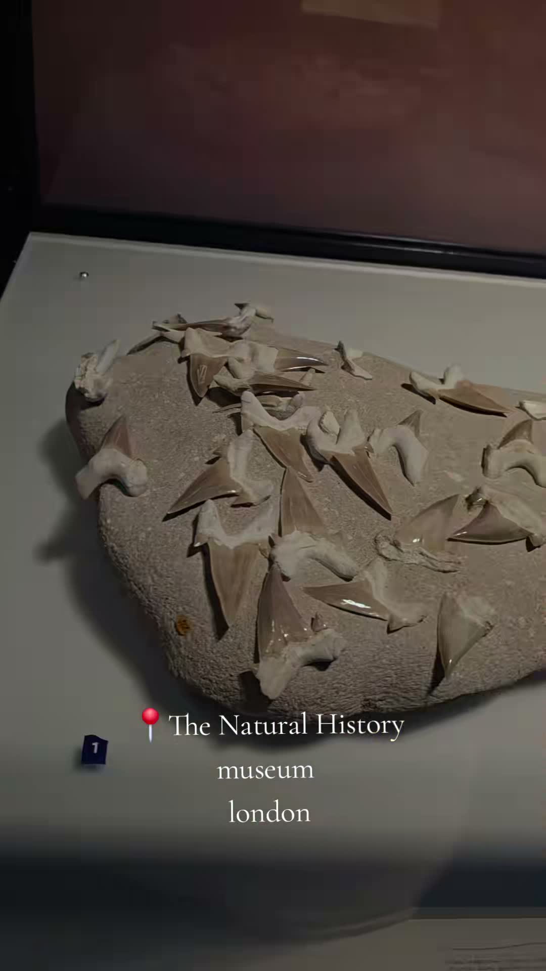 Palaeontologywithmeg on Jul 24