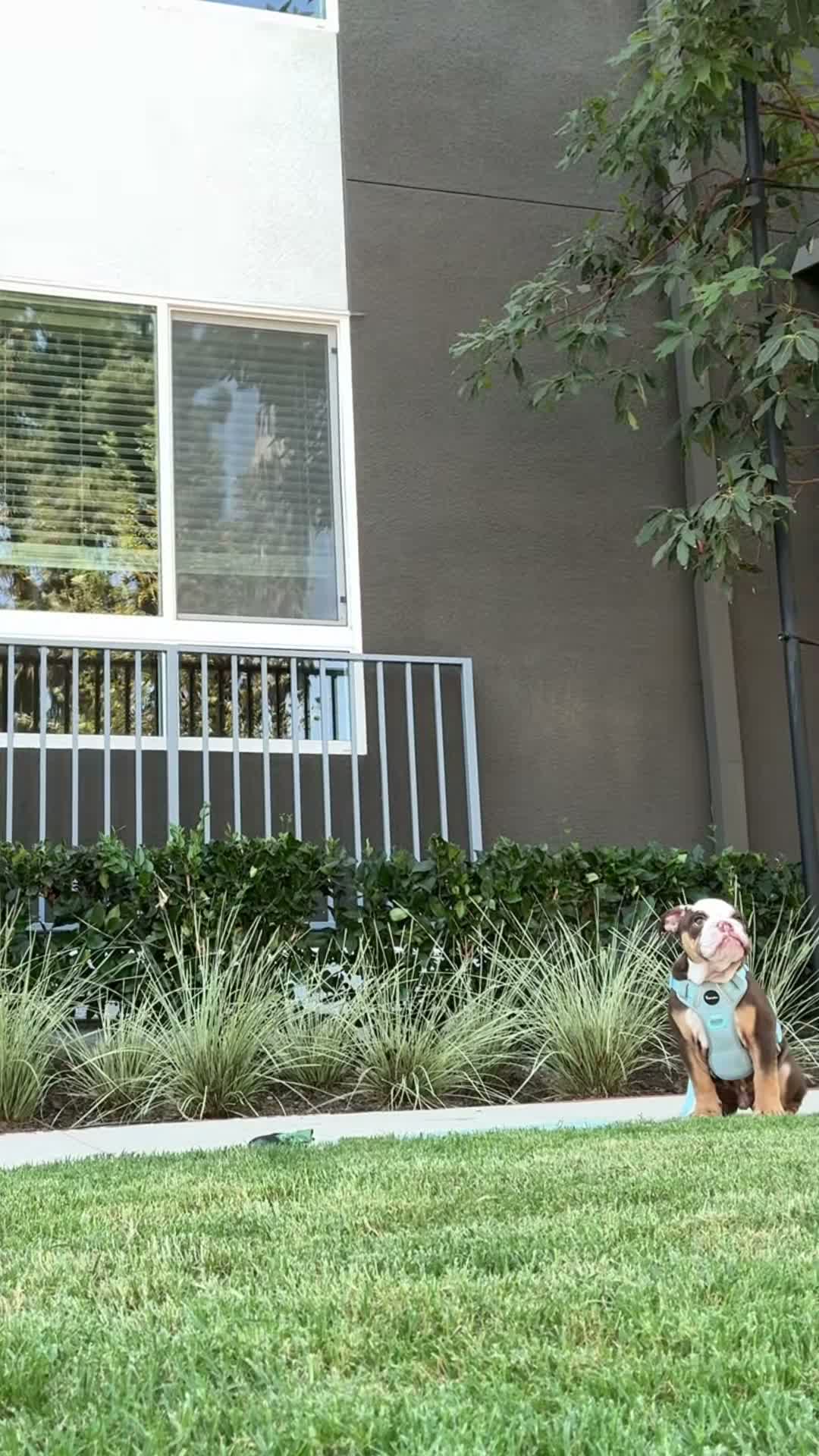 Beef the Bulldog on Jul 29