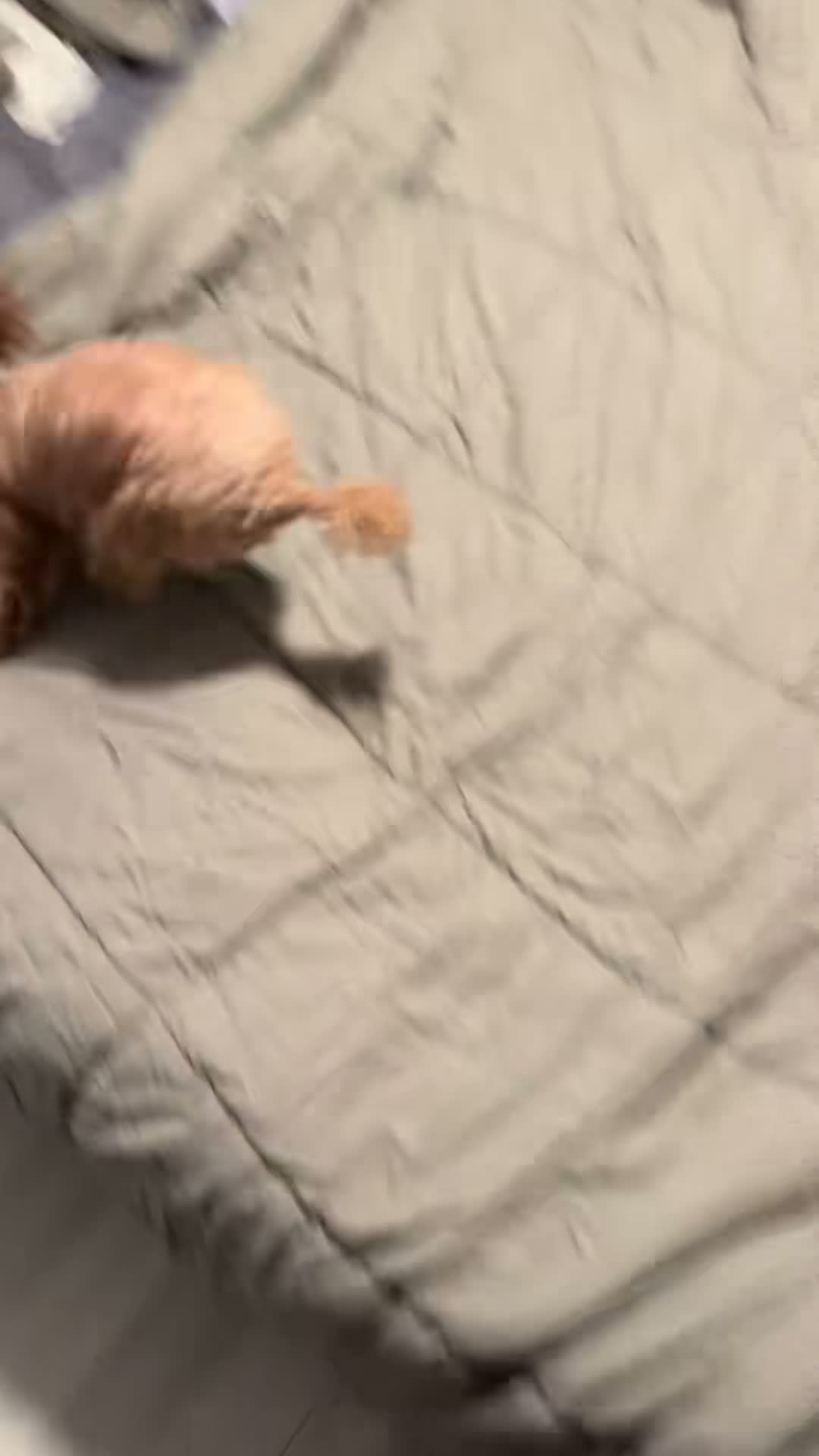 Fischer The Toy Poodle on Jul 3