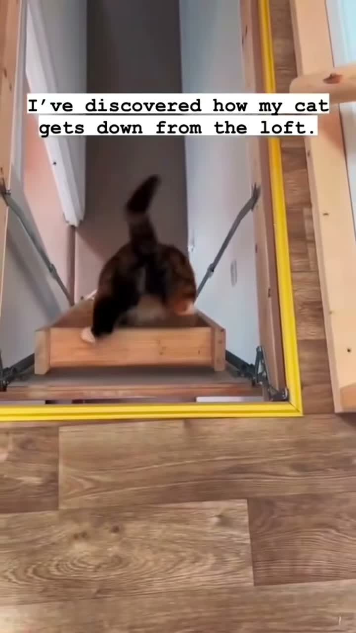 Funny pet cat on Apr 16