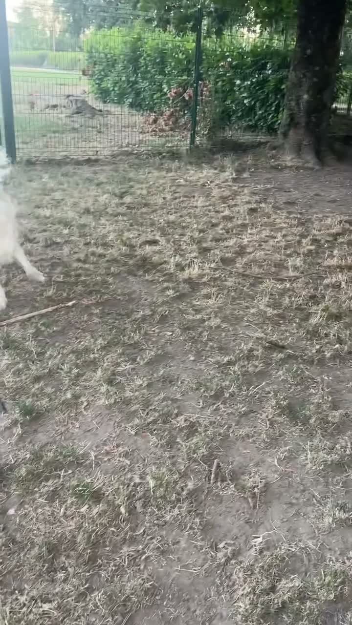 Olivia | Dog trainer 🐶 on Jul 23