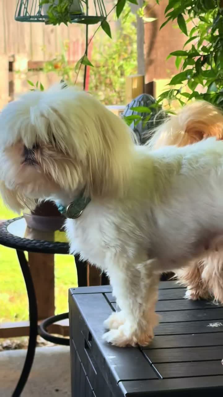 Twilight Shih Tzu on Jul 18