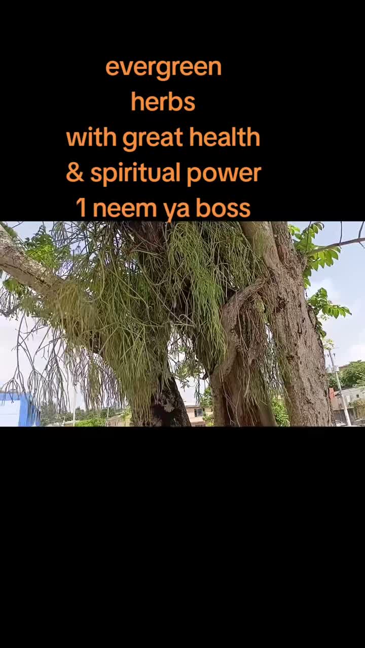 1 NEEM YA Boss herbalist on Aug 5