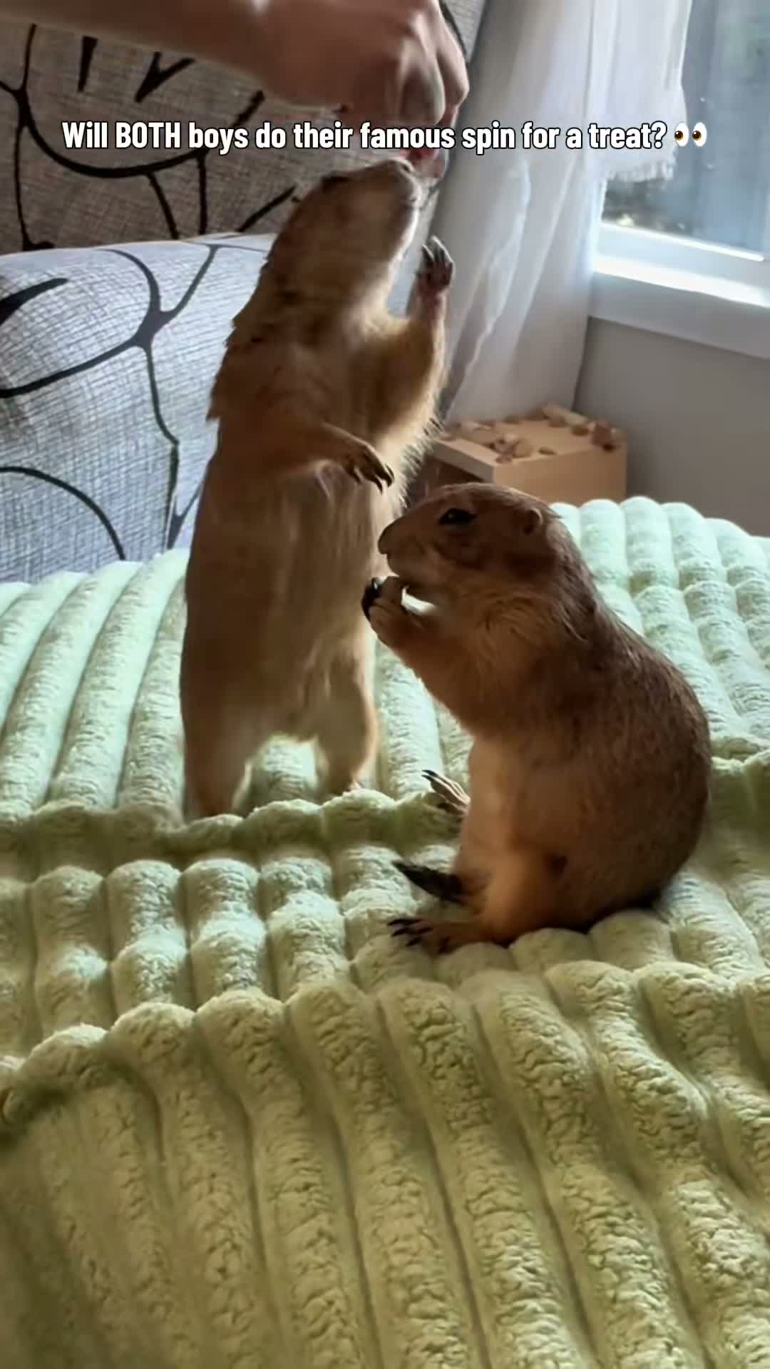 sir.remi.the.prairie.dog on Aug 3