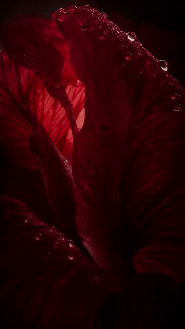 Velvet Bloom | Ai creator on Aug 1