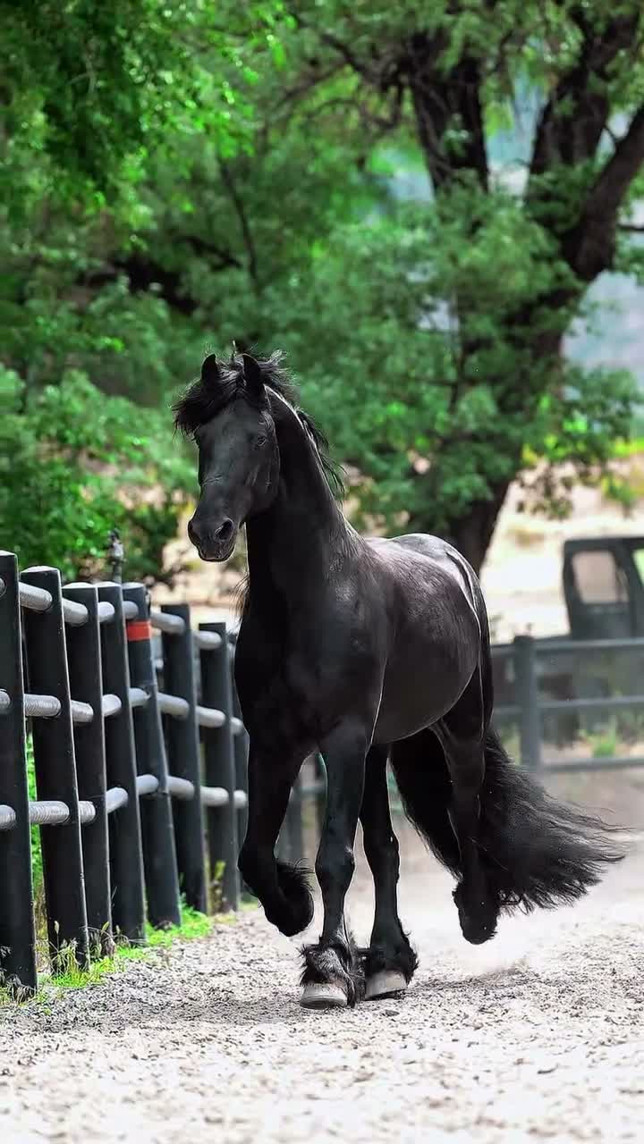 Imperial Kings Stables on Jul 29