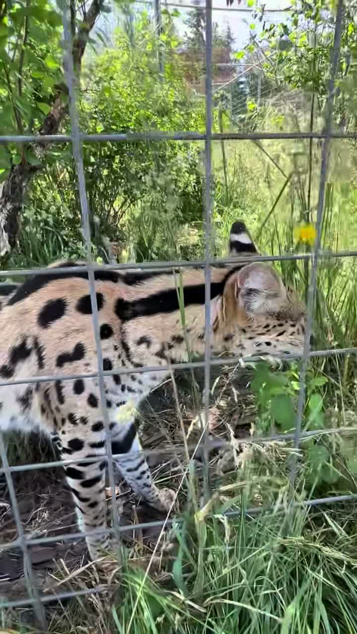 🐅WildCat Ridge Sanctuary🐅 on Jun 21