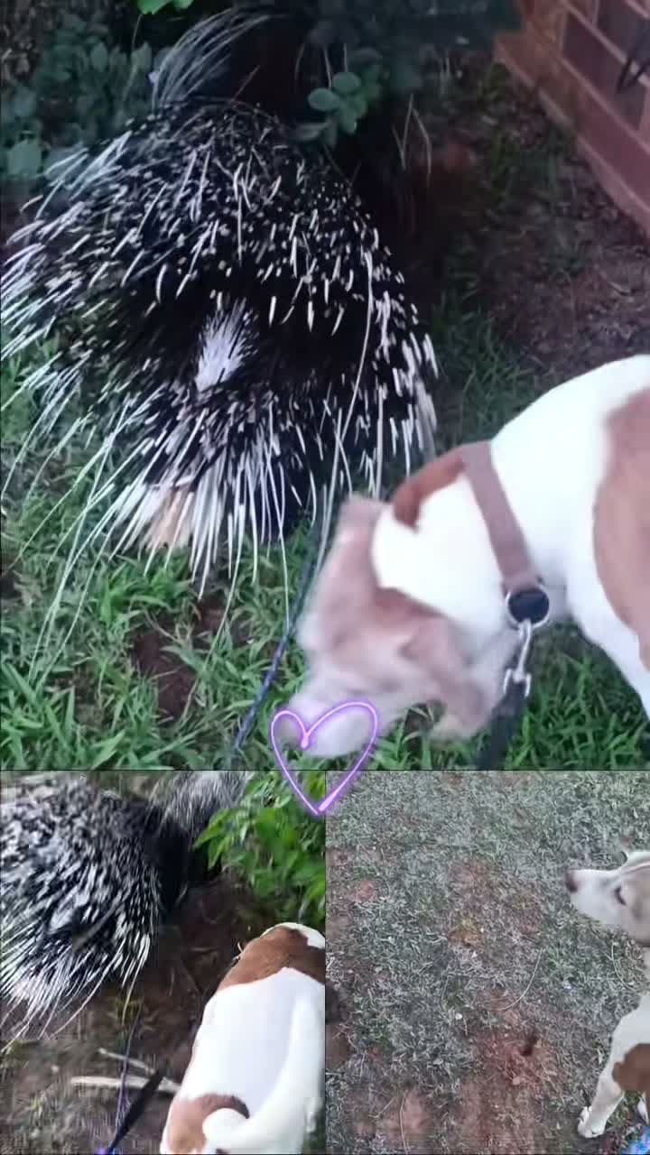 Kenny the Porcupine on Jul 30
