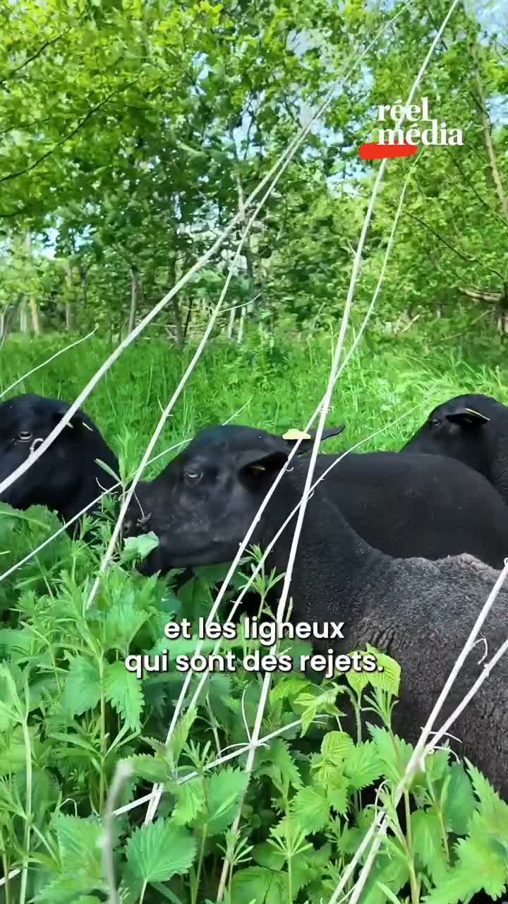Réel média on Aug 3
