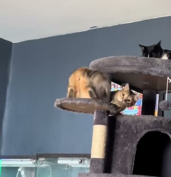 Railroad Rescue Cats on Jun 10