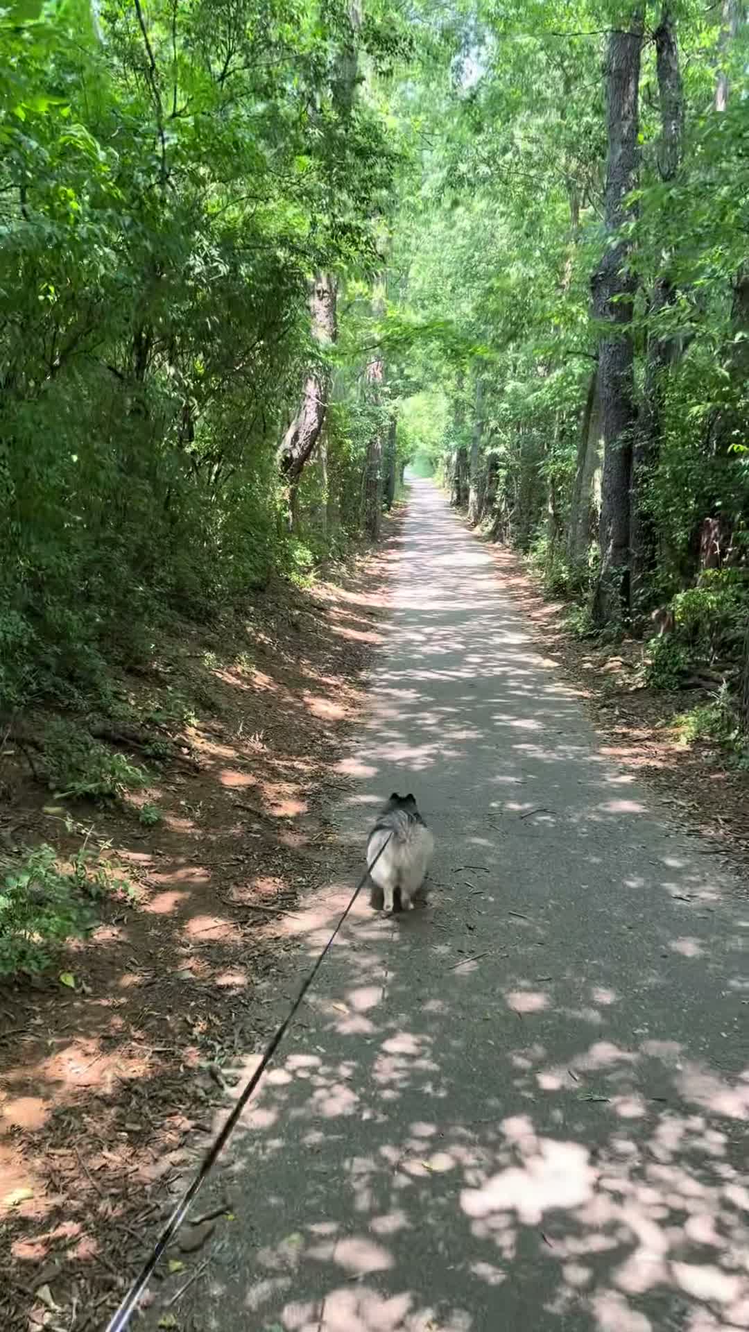 Raven The Pomsky on Jul 30