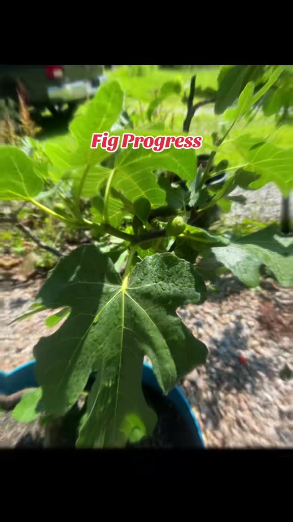 retiredandgrowing on Jul 12