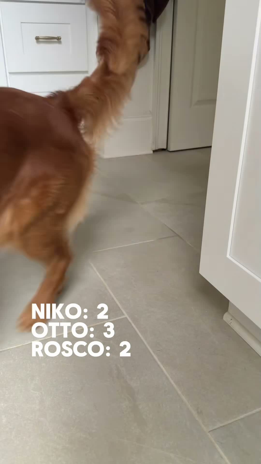 niko | pet influencer on Jul 20