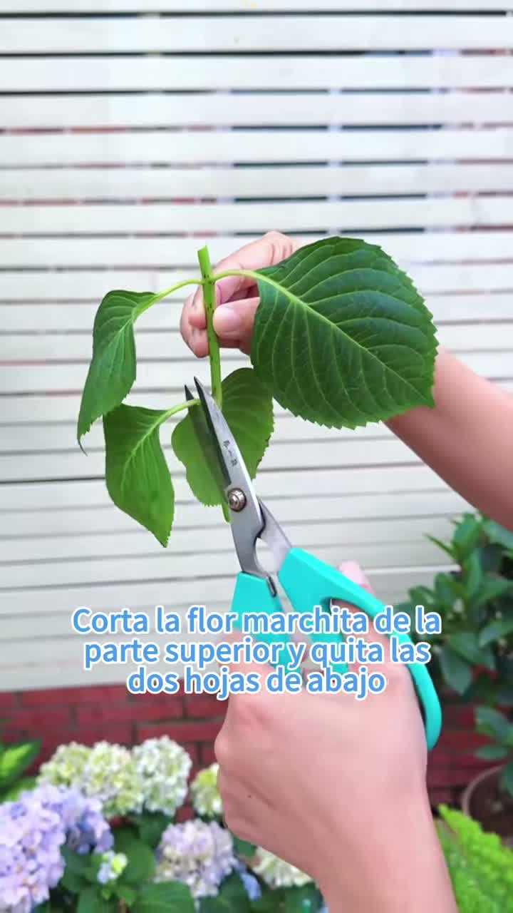 PlantDoctor on Aug 17