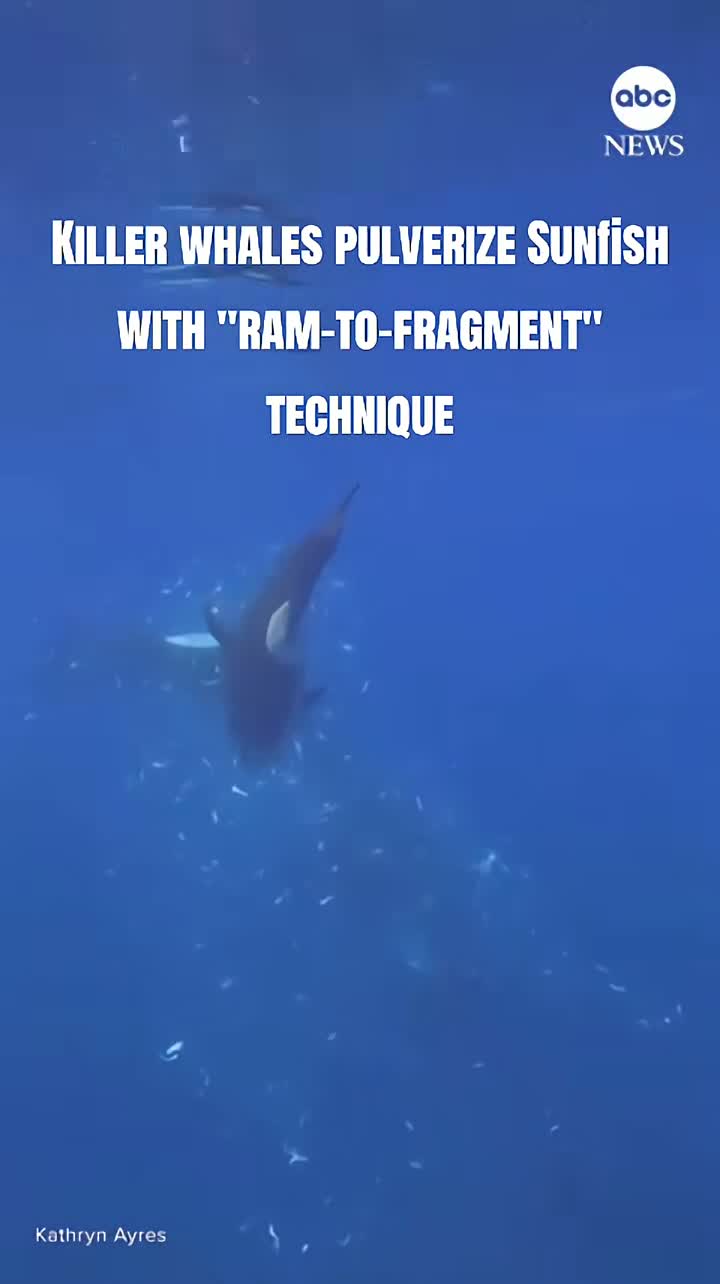 Dr. Eman | Marine Biologist on Jul 26