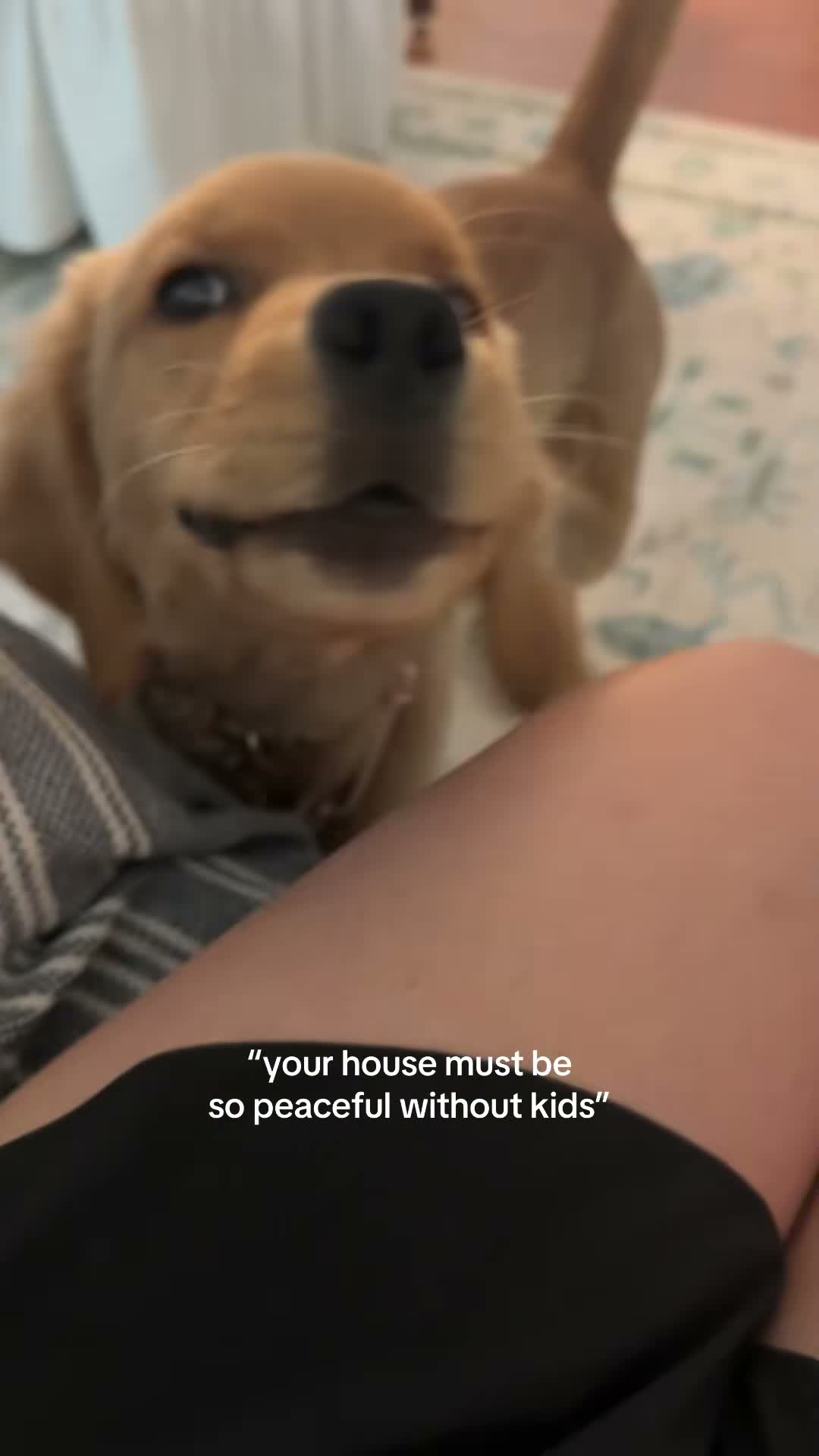 Penny the Golden Girl on Jul 28