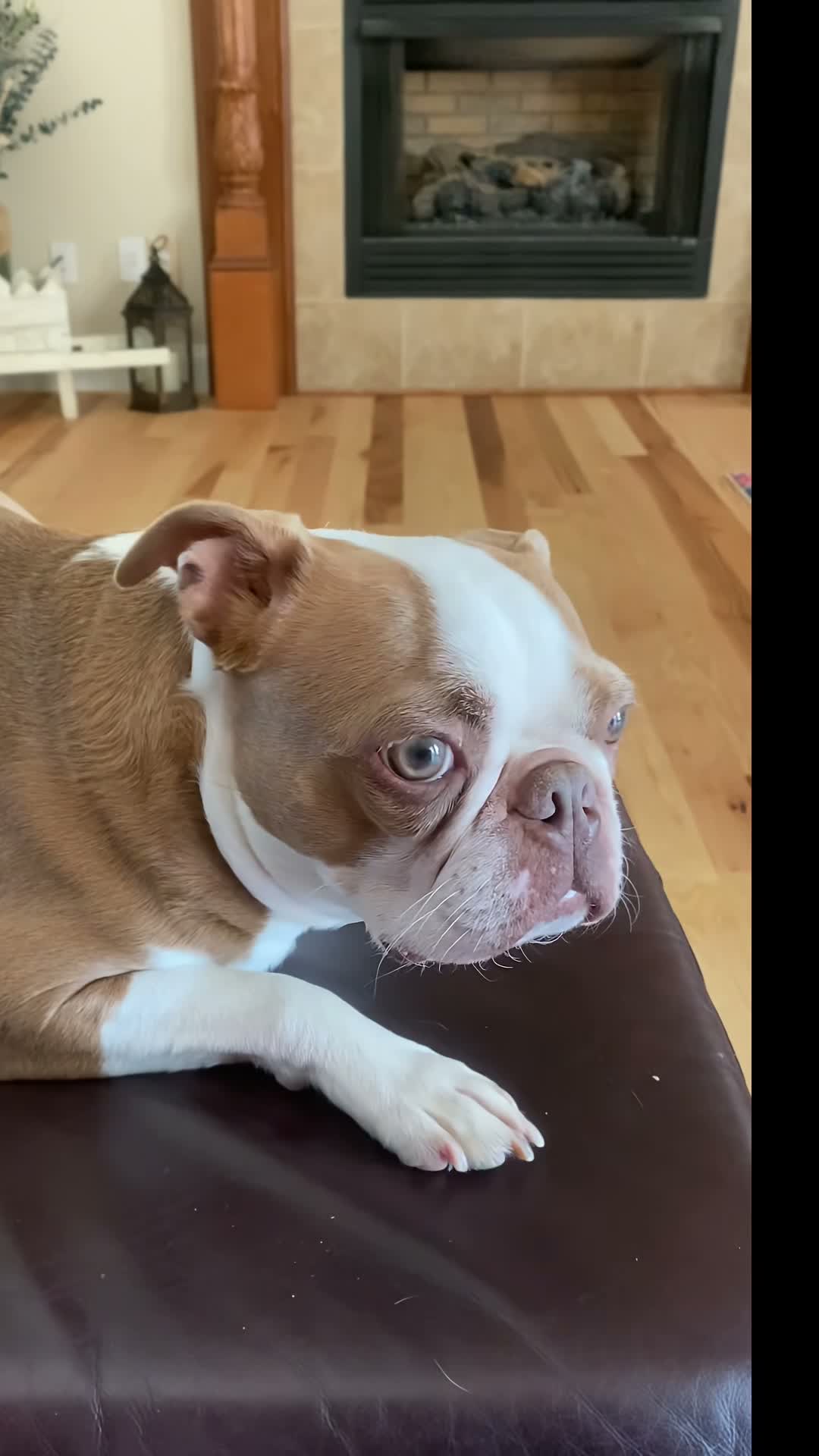 Milanda_LuLu_DogMom ❤️🐾 on Aug 15