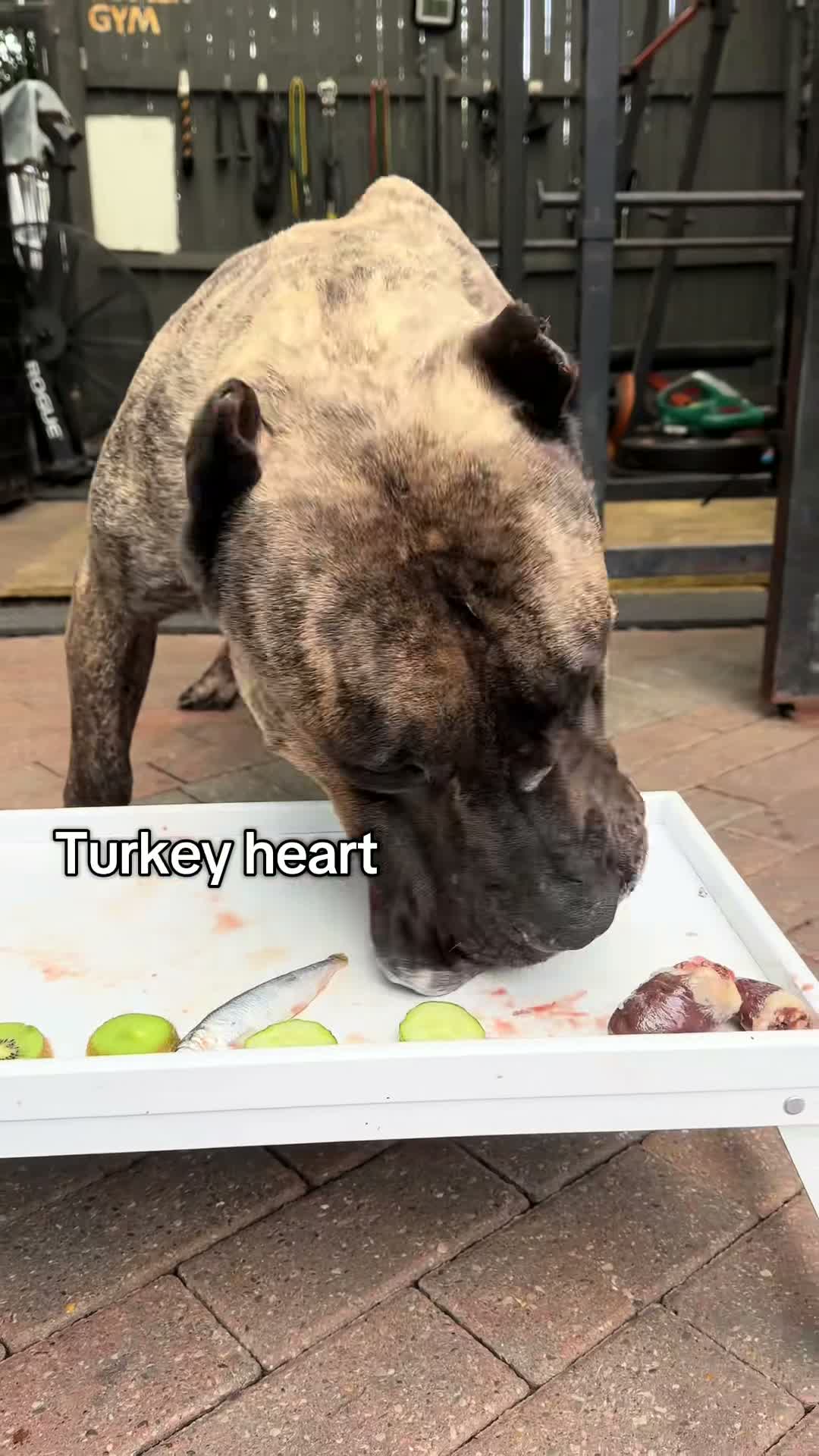 loyal dogs eat on Jul 14