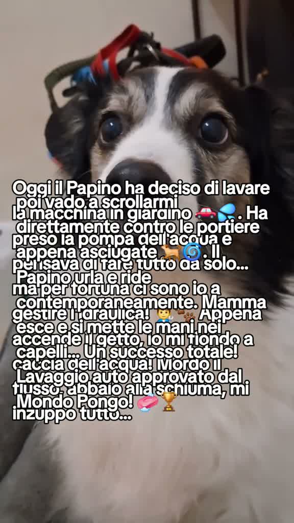 ifumettidipongo on Jul 20