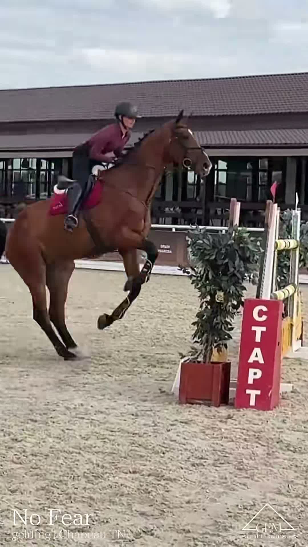 HORSES FOR SALE on Jun 26
