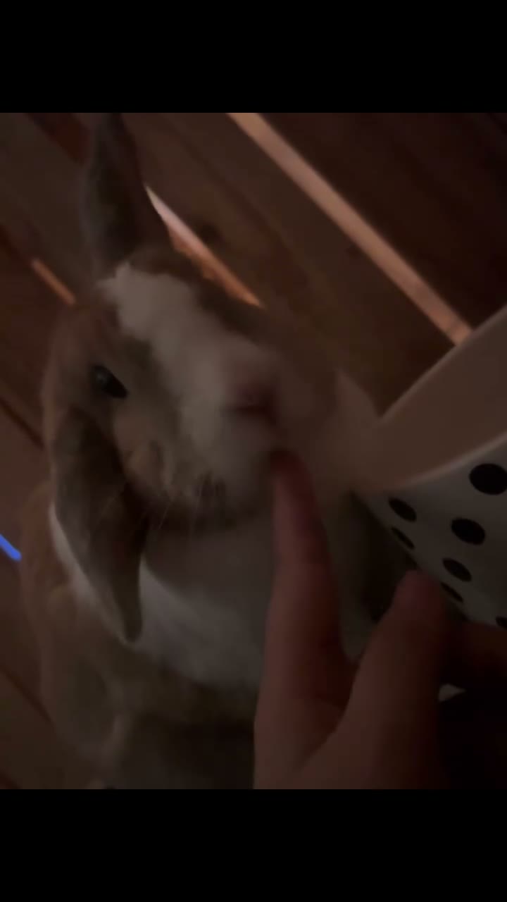 lunch 🐰🥬🍽️ on Jul 23