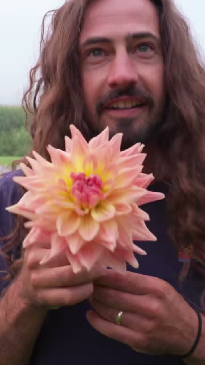 The Dahlia Mandrew on Aug 12