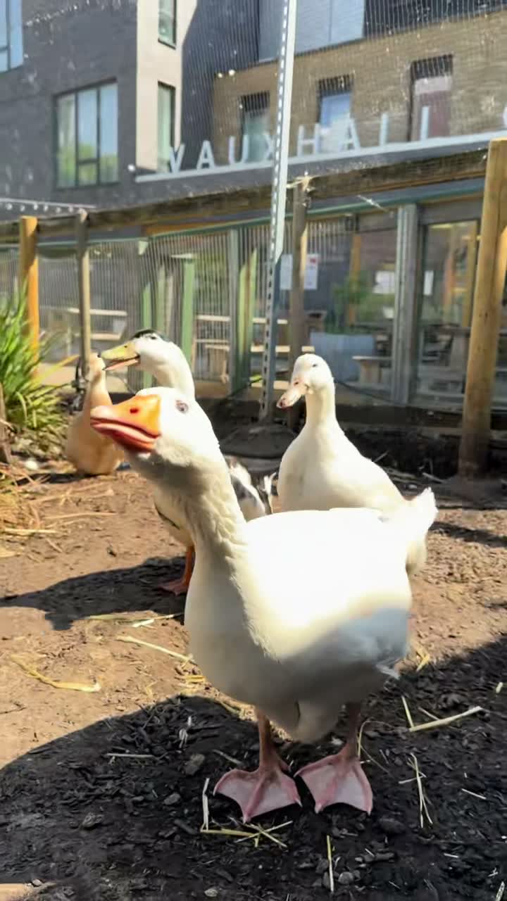 Vauxhall City Farm on Apr 29