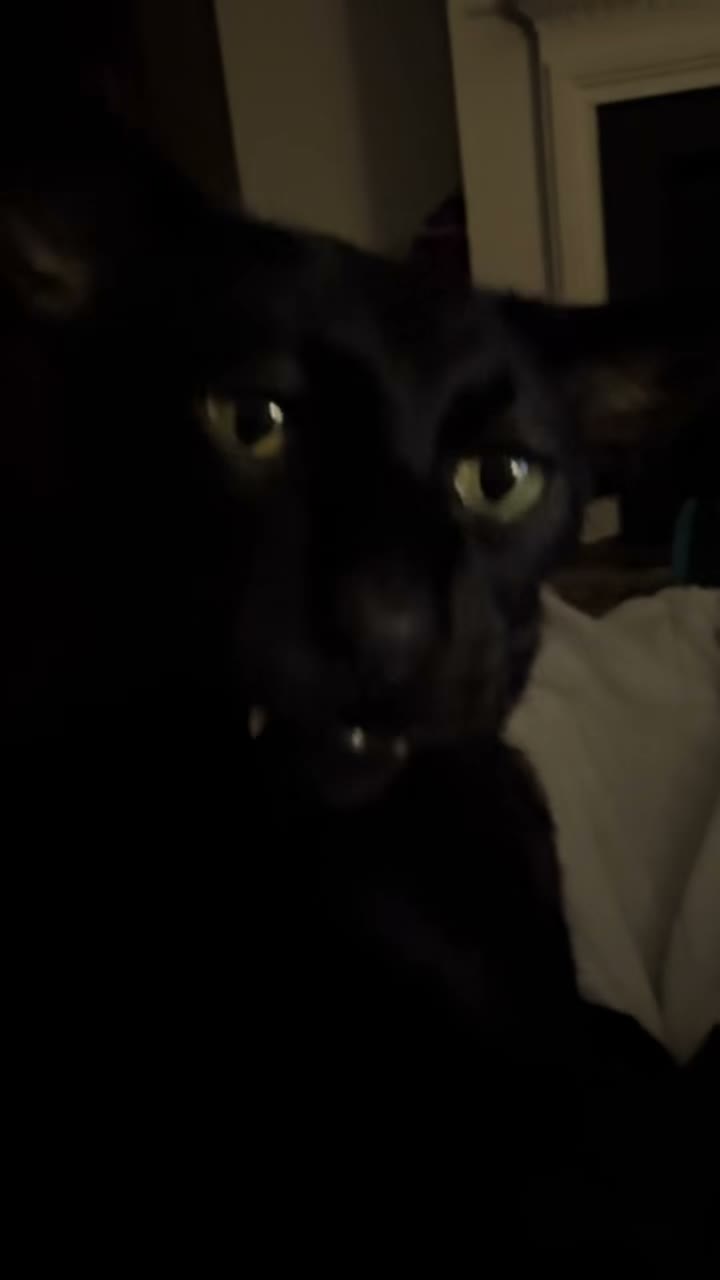 hobbikats on Aug 5
