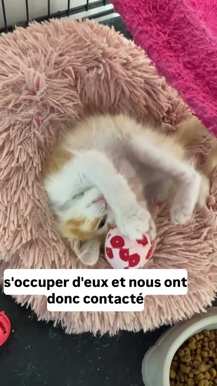 Le Chat Agathois on May 3