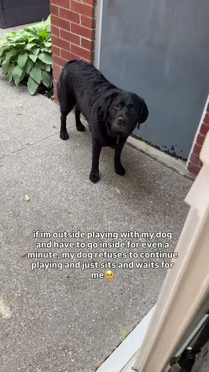 theblacklabrador_poppy on Jul 27