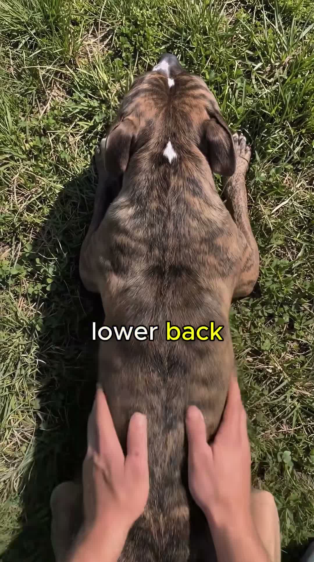 Cole Reeves | 100 Pitties on Jul 23